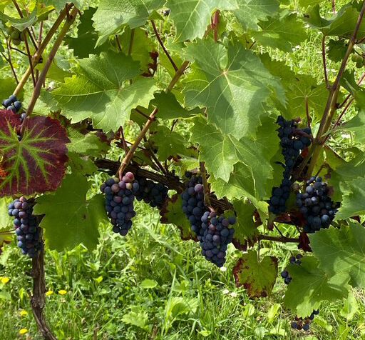 Erlebnis Wein - die Britzer WeinKultur stellt sich vor