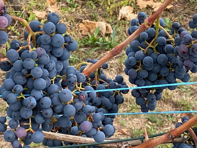 Weinbau in Brandenburg mit „Zukunftsweinen“