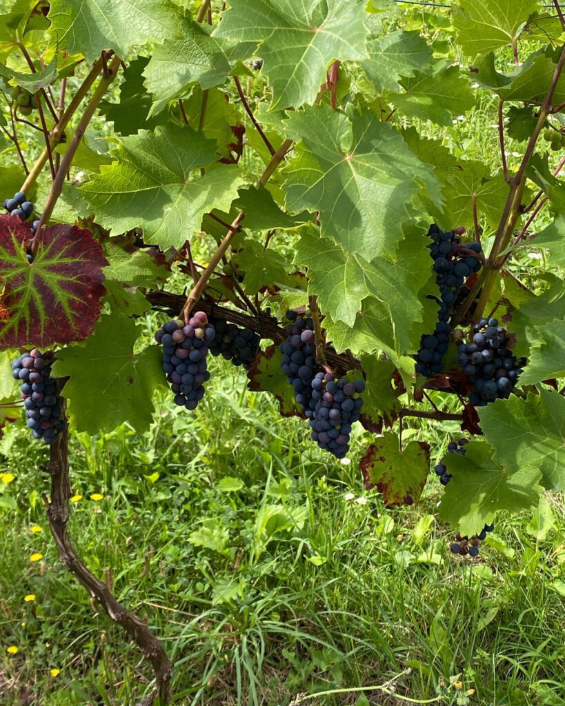 Konzert unter Reben: Das flotte Duo