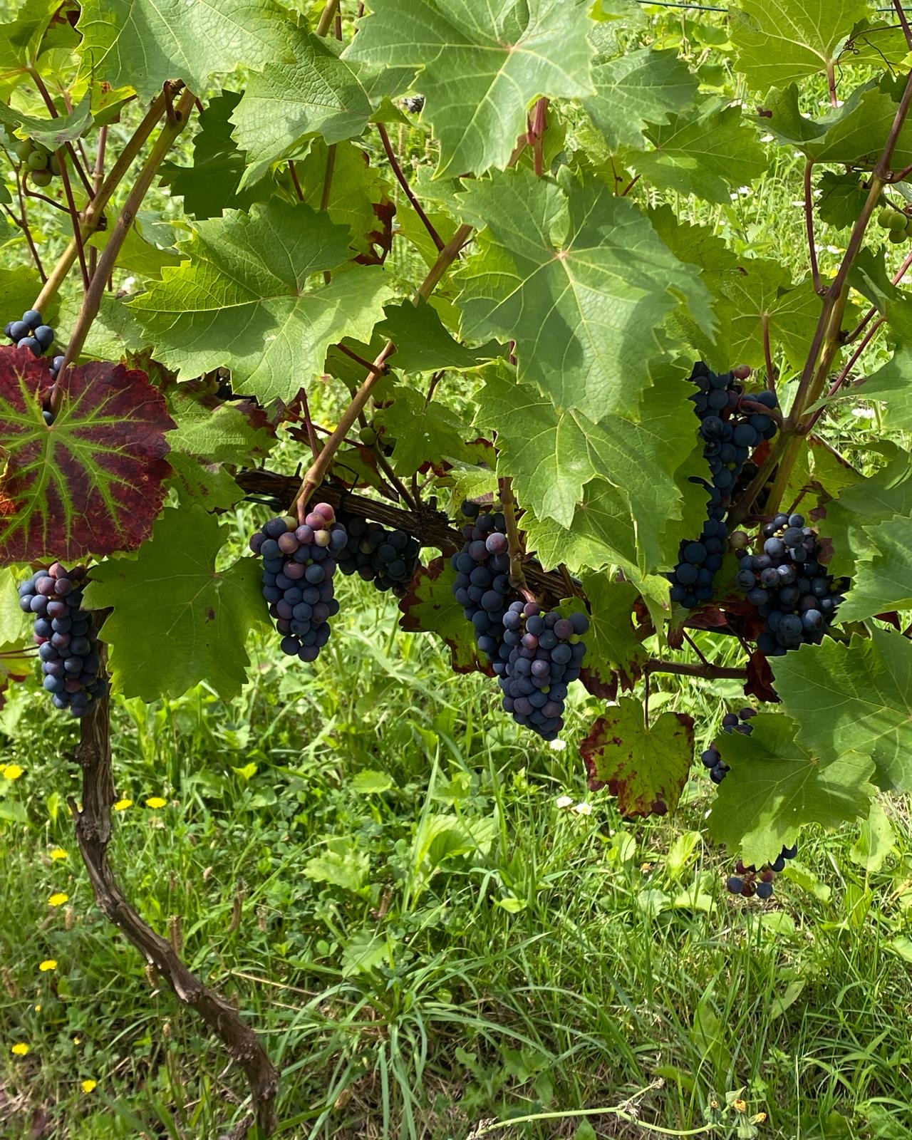 Konzert unter Reben: Das flotte Duo