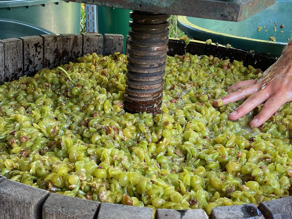 Weinbau in Britz und Berlin - damals und heute