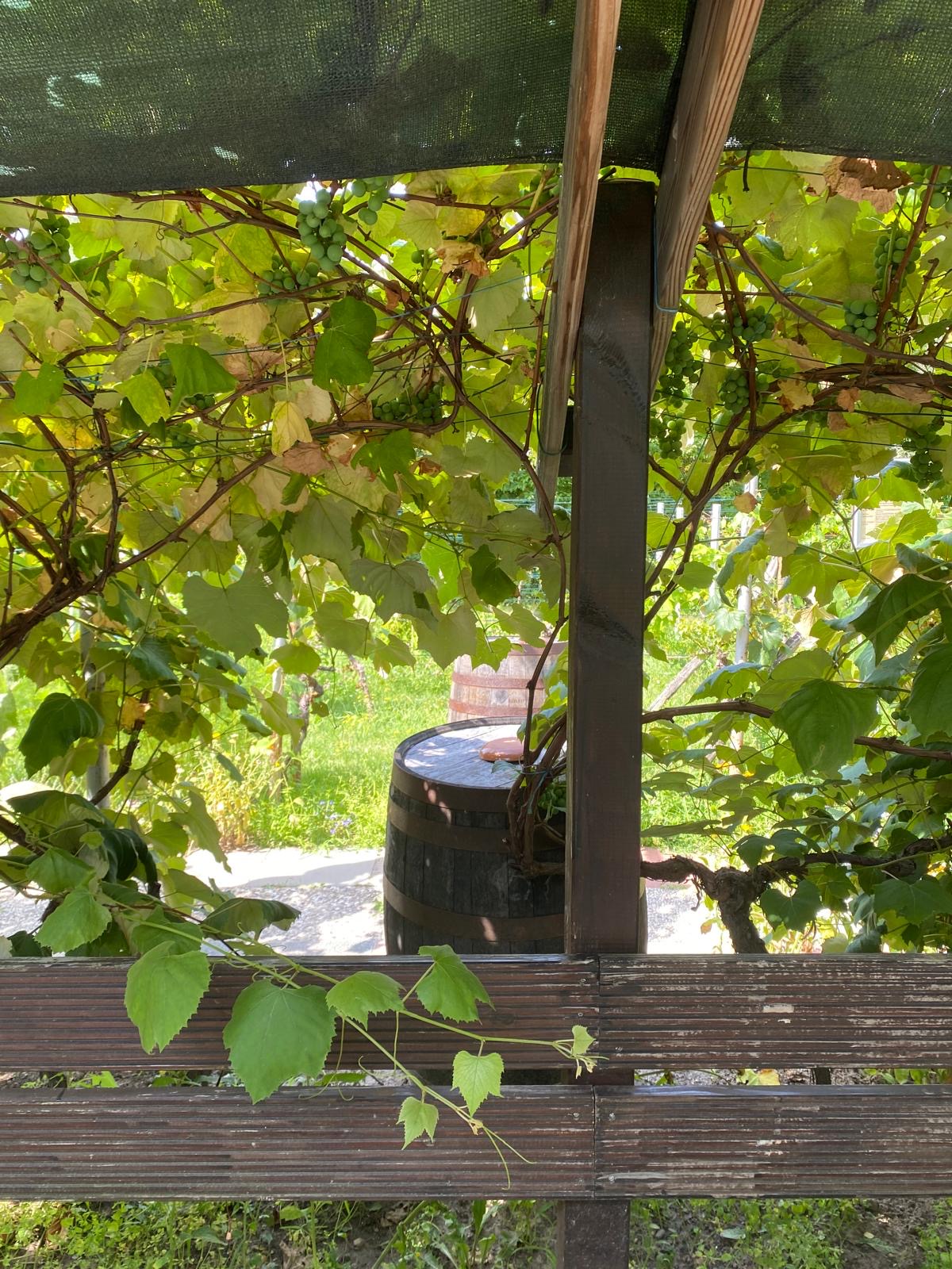 Konzert unter Reben: Duo Einwandfrei