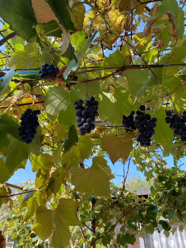 Konzert unter Reben: RIPTIDE