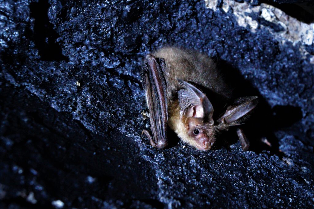 Fledermausexkursion rund um Schloss und Gutshof Britz