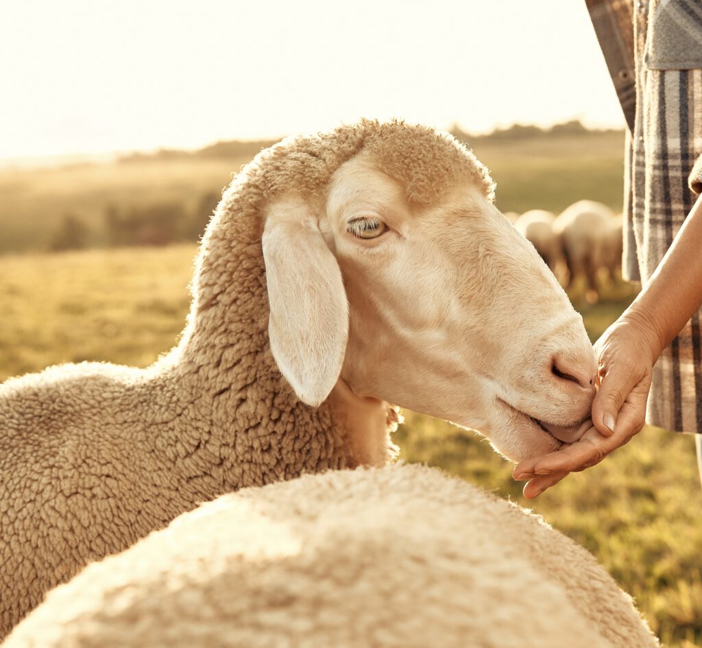 Vom Schaf zur Wolle | Familienworkshop