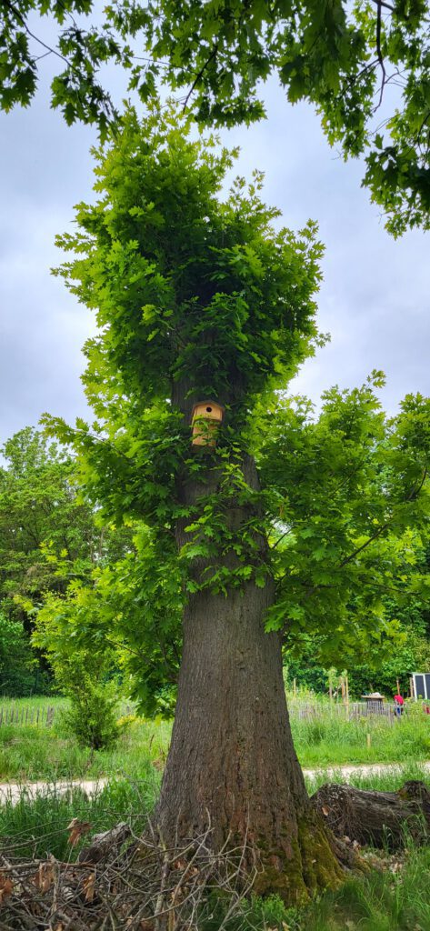 Kräutersalz herstellen